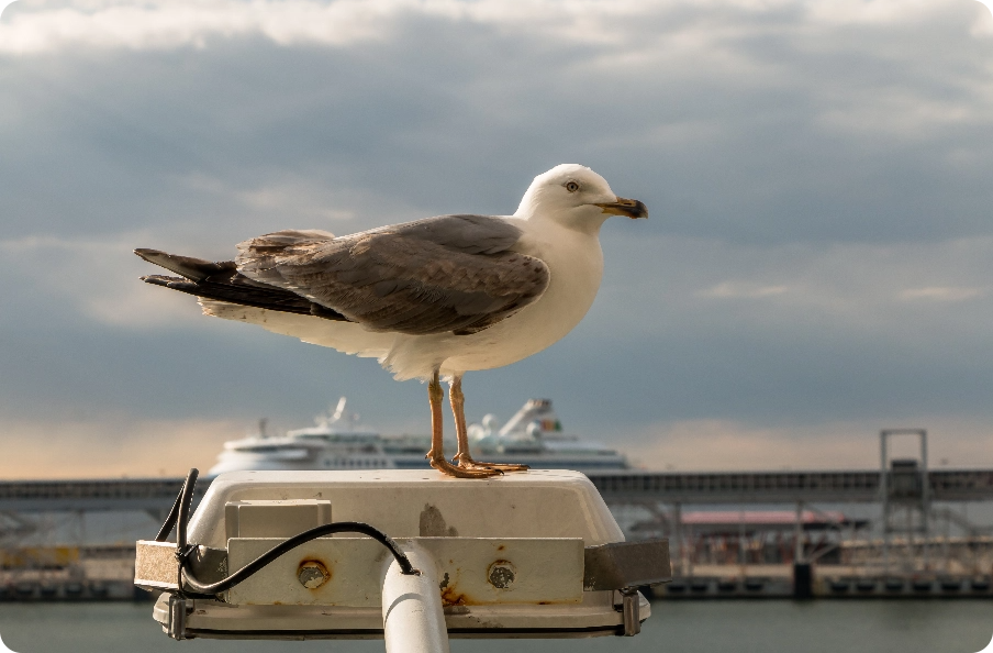 Seagull